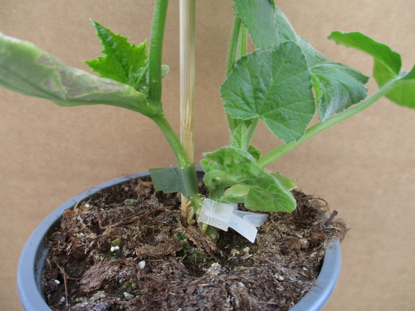 Veredelte Gurkenpflanze mit Kürbisaustrieb
