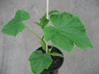 Gurken Pflanze Dominica F1 - im 12cm Topf in taupe