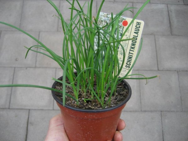 Kräuter Pflanze Schnittknoblauch - im 10,5cm Topf in ton