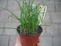 Kräuter Pflanze Schnittknoblauch - im 10,5cm Topf in...