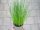 Kräuter Pflanze Schnittlauch - im 10,5cm Topf in taupe