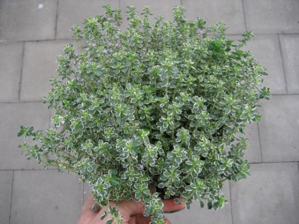 Kräuter Pflanze Thymian - im 14cm Topf