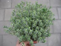 Kräuter Pflanze Thymian - im 14cm Topf