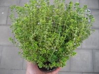 Kräuter Pflanze Thymian - im 14cm Topf