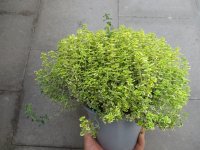 Kräuter Pflanze Zitronenthymian - im 14cm Topf in schwarz