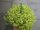 Kräuter Pflanze Zitronenthymian - im 14cm Topf in schwarz