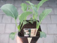 Gemüse-Jungpflanze Blumenkohl zu 4 Pfl. im 9cm-4-Ecktopf