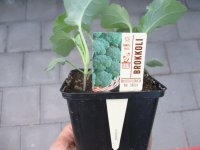 Gemüse-Jungpflanze Broccoli zu 4 Pfl. im 9cm-4-Ecktopf