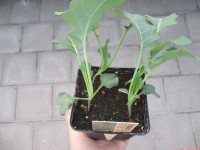 Gemüse-Jungpflanze Brokkoli zu 4 Pfl. im 9cm-4-Ecktopf