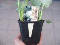 Gemüse-Jungpflanze Kohlrabi Superschmelz zu 4 Pfl....