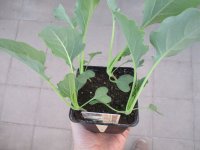 Gemüse-Jungpflanze Kohlrabi Superschmelz zu 4 Pfl. im 9cm-4-Ecktopf