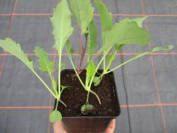 Gemüse-Jungpflanze Kohlrabi weiß + blau zu 4...