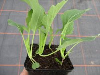 Gemüse-Jungpflanze Kohlrabi weiß + blau zu 4...