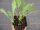 Gemüse-Jungpflanze Kohlrabi weiß + blau zu 4 Pfl. im 9cm-4-Ecktopf