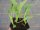Gemüse-Jungpflanze Kohlrabi weiß + blau zu 4 Pfl. im 9cm-4-Ecktopf