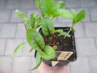 Gemüse-Jungpflanze Mangold Bright Lights zu 4 Pfl....