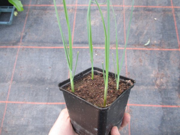 Gemüse-Jungpflanze Porree zu 4 Pfl. im 9cm-4-Ecktopf