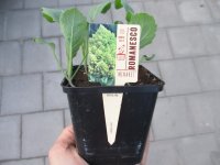 Gemüse-Jungpflanze Romanesco zu 4 Pfl. im 9cm-4-Ecktopf