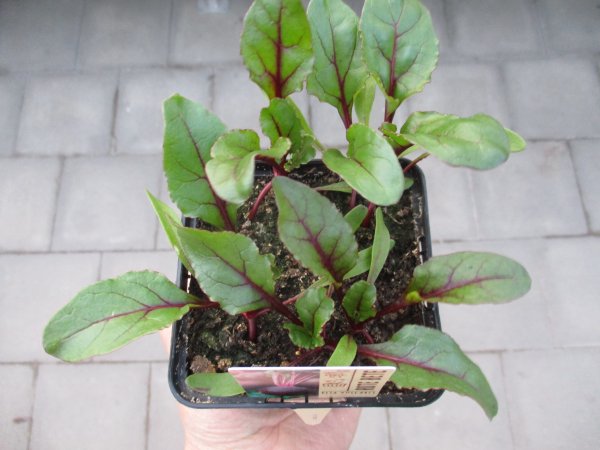 npk dnger flssig kaufen Greenscaping NPK Power - NPK Dnger