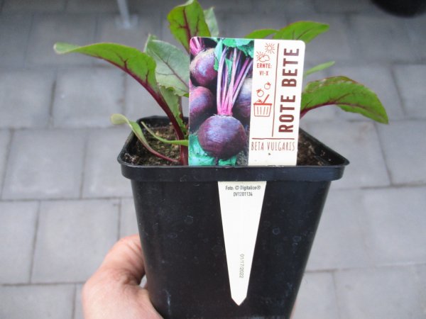Gemüse-Jungpflanze Rote Rübe/ Rote Bete zu 4 Pfl. im 9cm-4-Ecktopf