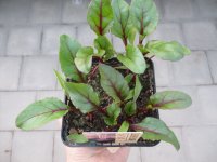Gemüse-Jungpflanze Rote Bete zu 4 Pfl. im 9cm-4-Ecktopf