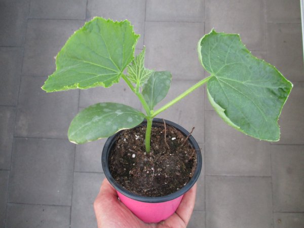 Gurken Pflanze Mini Stars F1 - im 10,5cm Topf in pink
