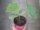 Gurken Pflanze Mini Stars F1 - im 10,5cm Topf in pink