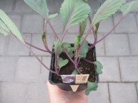 Gemüse-Jungpflanze Rotkohl zu 4 Pfl. im 9cm-4-Ecktopf