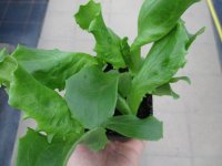 Gemüse-Jungpflanze Salat - Eisberg zu 4 Pfl. im...