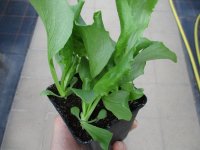 Gemüse-Jungpflanze Salat - Eisberg zu 4 Pfl. im...