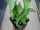 Gemüse-Jungpflanze Salat - Eisberg zu 4 Pfl. im 9cm-4-Ecktopf