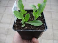 Gemüse-Jungpflanze Salat - Herzen (Romana) zu 4 Pfl....