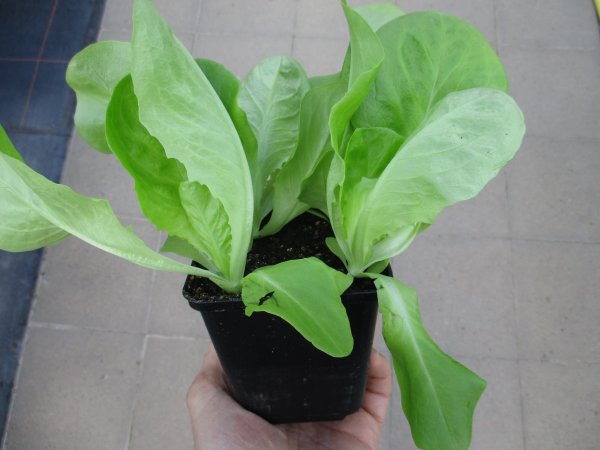 Gemüse-Jungpflanze Salat - Kopf zu 4 Pfl. im 9cm-4-Ecktopf