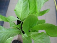 Gemüse-Jungpflanze Salat - Kopf zu 4 Pfl. im...