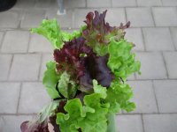 Gemüse-Jungpflanze Salat - Pflück grün + rot zu 4 Pfl. im 9cm-4-Ecktopf