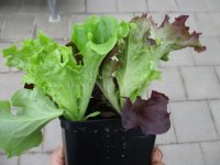 Gemüse-Jungpflanze Salat - Pflück grün + rot zu 4 Pfl. im 9cm-4-Ecktopf