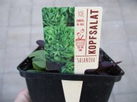 Gemüse-Jungpflanze Salat Salanova® grün +...