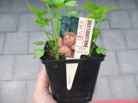 Gemüse-Jungpflanze Sellerie Knollen zu 4 Pfl. im 9cm-4-Ecktopf