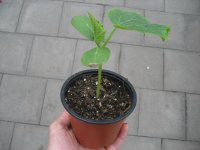 Gurken Pflanze Printo F1 - im 10,5cm Topf in ton