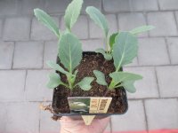 Gemüse-Jungpflanze Weißkohl zu 4 Pfl. im...
