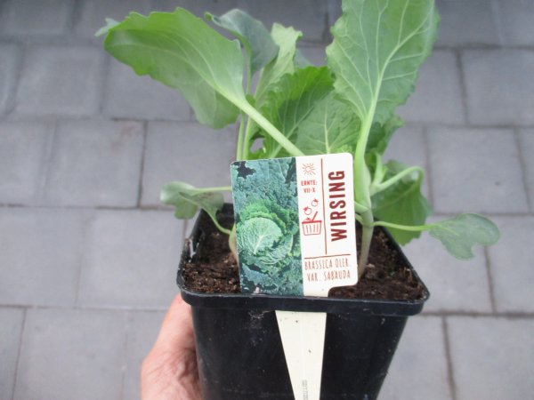 Gemüse-Jungpflanze Wirsing zu 4 Pfl. im 9cm-4-Ecktopf