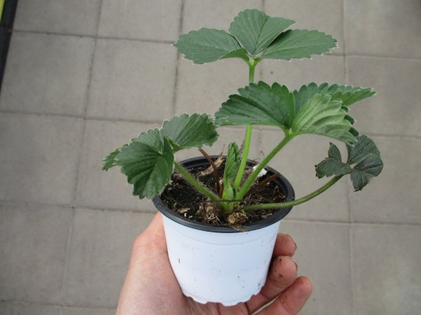 Erdbeere Pflanze Korona - im 9cm Topf in weiß