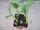 Gemüse-Jungpflanze Kohlrabi kohlhernieresistent zu 4 Pfl. im 9cm-4-Ecktopf