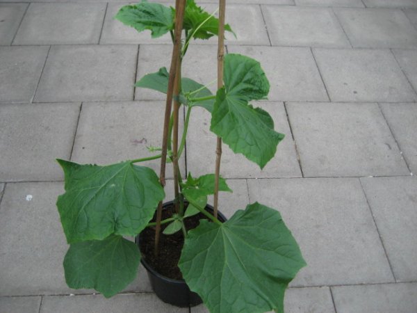 Gurken Pflanze Printo F1 - im 19cm Topf in schwarz mit 90cm Stab