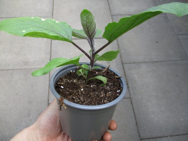 Aubergine Pflanze Patio Baby - im 10,5cm Topf in taupe