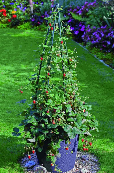 Erdbeere Pflanze Kletter Toni - im 10,5cm Topf in gelb