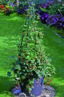 Erdbeere Pflanze Kletter Toni - im 10,5cm Topf in gelb