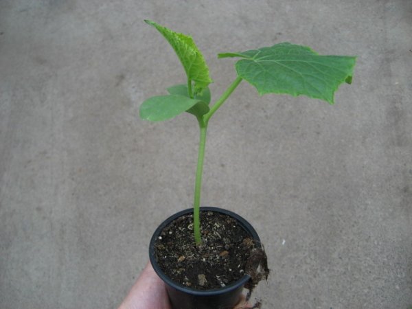 Gurken Pflanze Vigorex F1 - im 10,5cm Topf in taupe