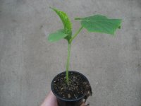Gurken Pflanze Vigorex F1 - im 10,5cm Topf in taupe
