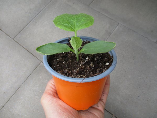 Melone - Zucker Pflanze Honey Bun F1 - im 10,5cm Topf in orange